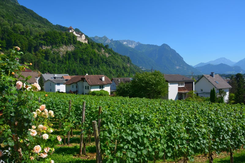 Vineyard in Vaduz, Liechtenstein. wine tasting