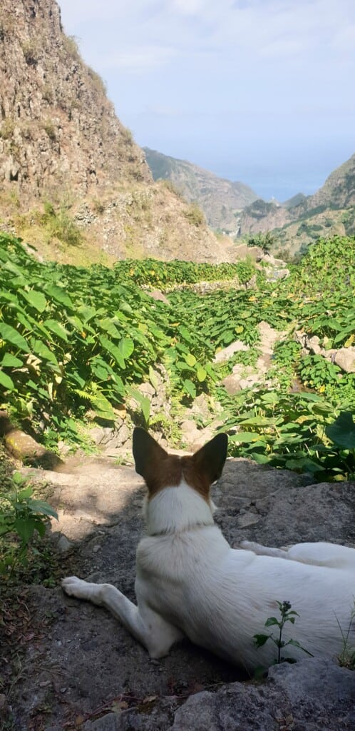 a dog looking at plants on a trail with the mountain at the back