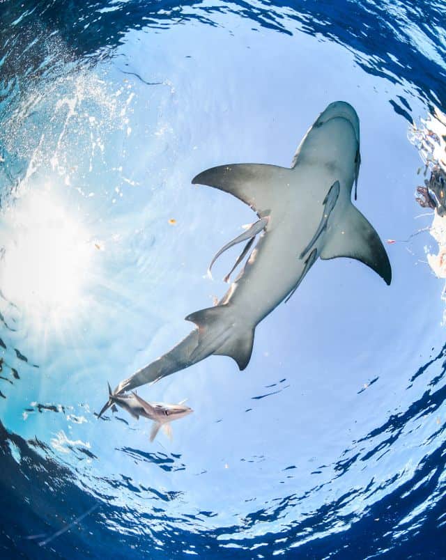 Enjoy the best things to do in sal cape verde, underwater view looking up at swimming baby shark near surface of water