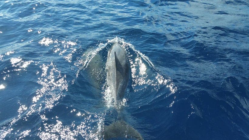 dolphin swimming partially submerged