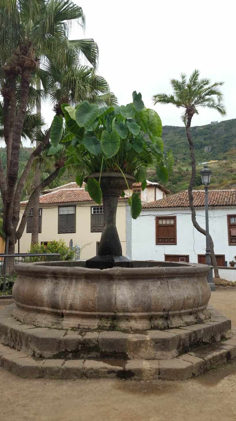 icod de los vinos, garachico, tenerife, teneriffa, canary islands, canarias, arquitectura, architecture, comer, visit, restaurant, food, canarian, drago, tree, arbol, visitar, turismo, tourism, punta de teno, gomera