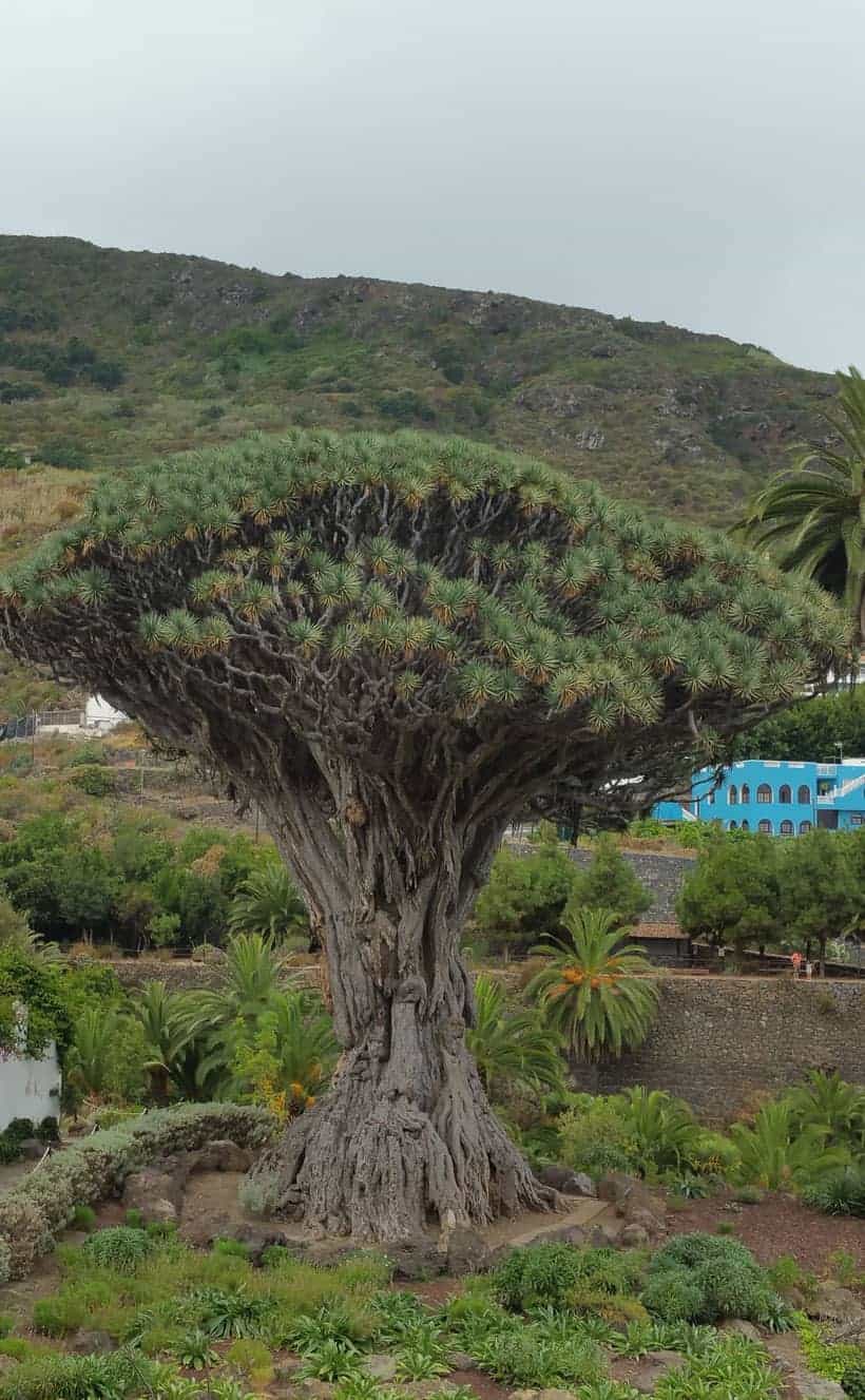 icod de los vinos, garachico, tenerife, teneriffa, canary islands, canarias, arquitectura, architecture, comer, visit, restaurant, food, canarian, drago, tree, arbol, visitar, turismo, tourism, punta de teno, gomera