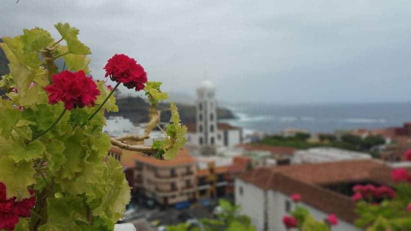 what to see on tenerife, close up of red roses with blurred city in background in garachico