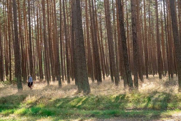 a man wandering through the forest