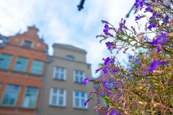 best viewpoints in gdansk, beautiful flowers on mariacka street