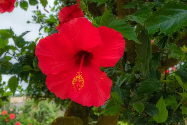 brava, island, ilha, cape verde, cap vert, hiking, trekking, how to get there, resort, hotel, resort, holiday, vacation, best island, flights, ferry, day trip, cruise, food, prices, what to do, fogo, volcano, water sporte