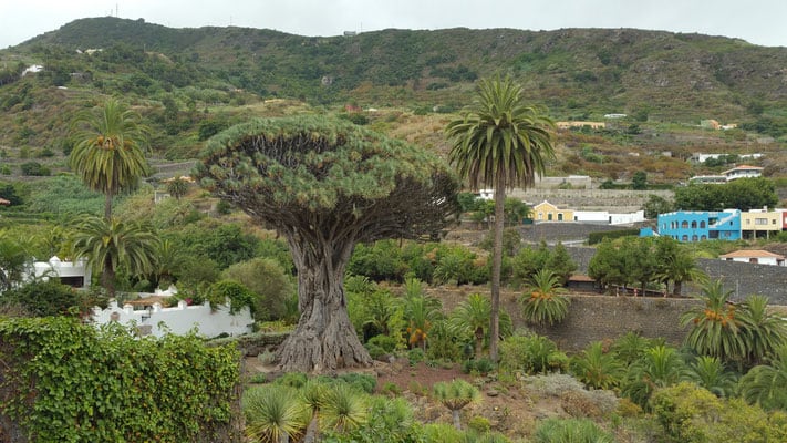 what to do in tenerife north, green landscape with plants and houses