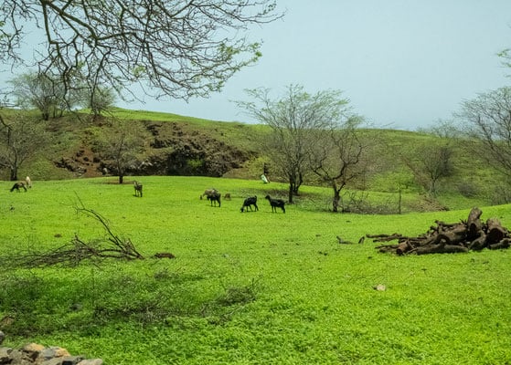 que faire ile de fogo cap-vert, cap vert randonnées, volcan fogo, hotels, sejour, sao filipe