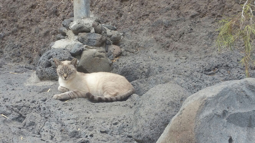 The queen of Masca canyon! - La reina del barranco!