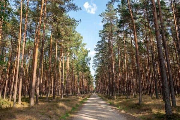 best gdansk day trips in poland, tall trees in a forest