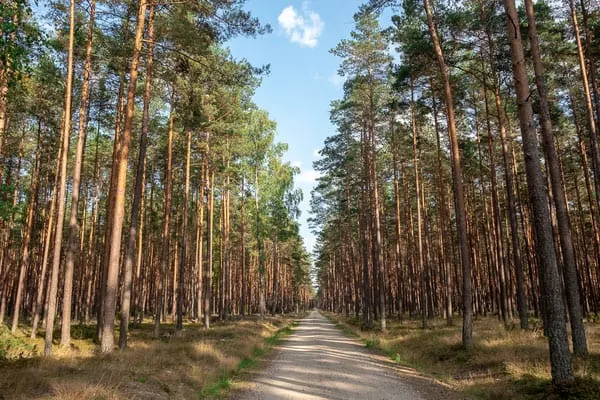 tall trees lined in a forest with a walkway in the middle