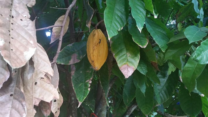 places in trinidad to visit, cocoa bean plant
