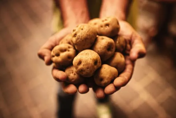 most recommended guachinches in north tenerife, someone holding out small potatoes