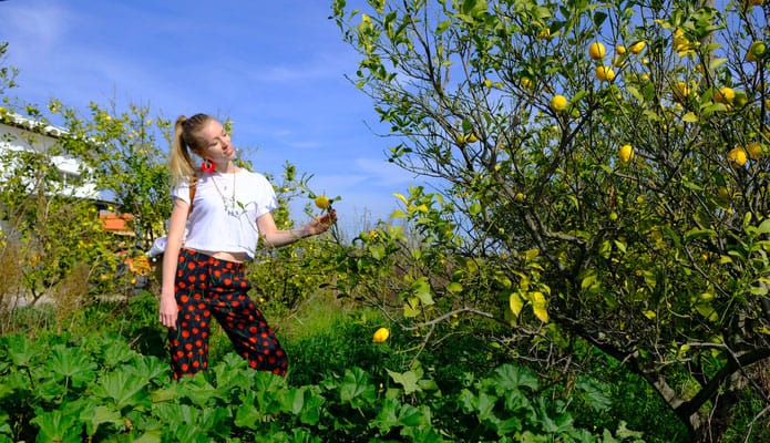 faro winter holidays, picking lemons on a bush