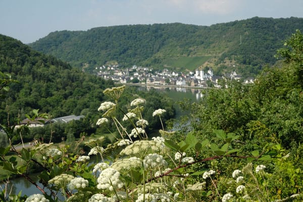 Moselsteig Trail: Perfect Moselle Valley excursion