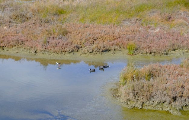 faro in december, duck at the ria formosa nature reserve