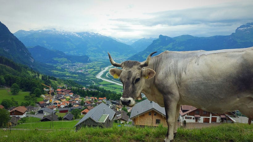 10 Things to do in Liechtenstein, view of countryside and cow