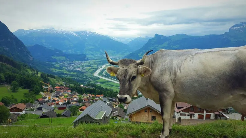 10 Things to do in Liechtenstein, view of countryside and cow