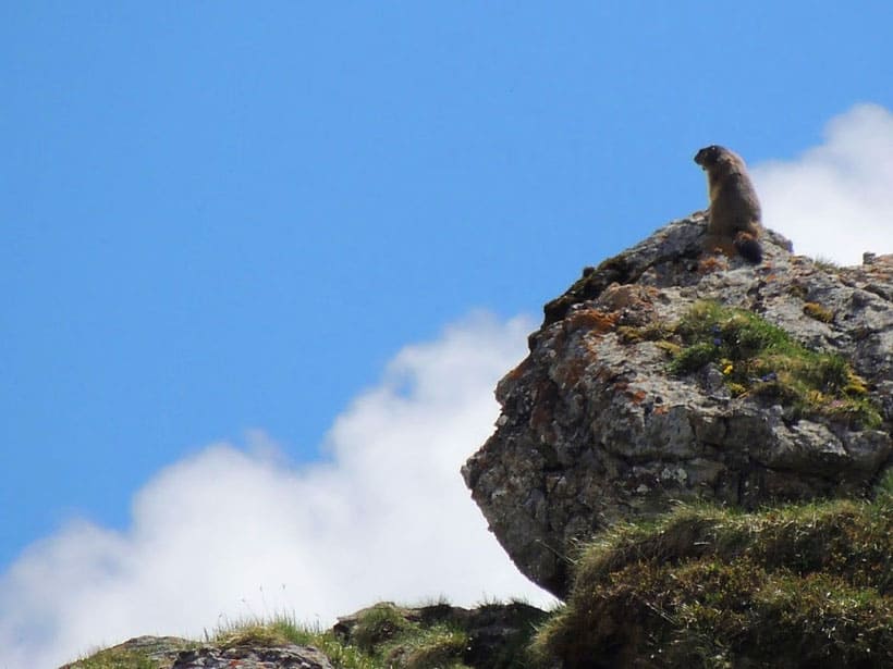 Why you need to travel Liechtenstein, view of a marmot on a rock