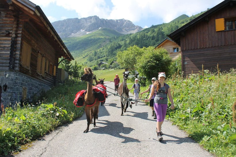 What to do in Liechtenstein, alpaca trekking in the countryside