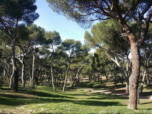 hidden gems madrid, trees in dehesa de la villa