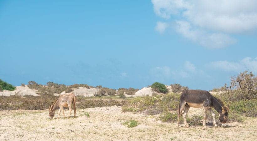 ile de maio, que faire sur l ile de maio, cap-vert, guide touristique, maio, vacances à maio,dunes