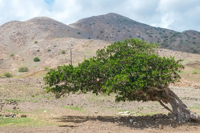 maio, ilha do maio, what is maio, cape verde, capo verde, cabo verde, holidays, hotels, resort, property, vila do maio, airport, flights to maio, stella maris, isla de maio, calheta, turtle, music, island