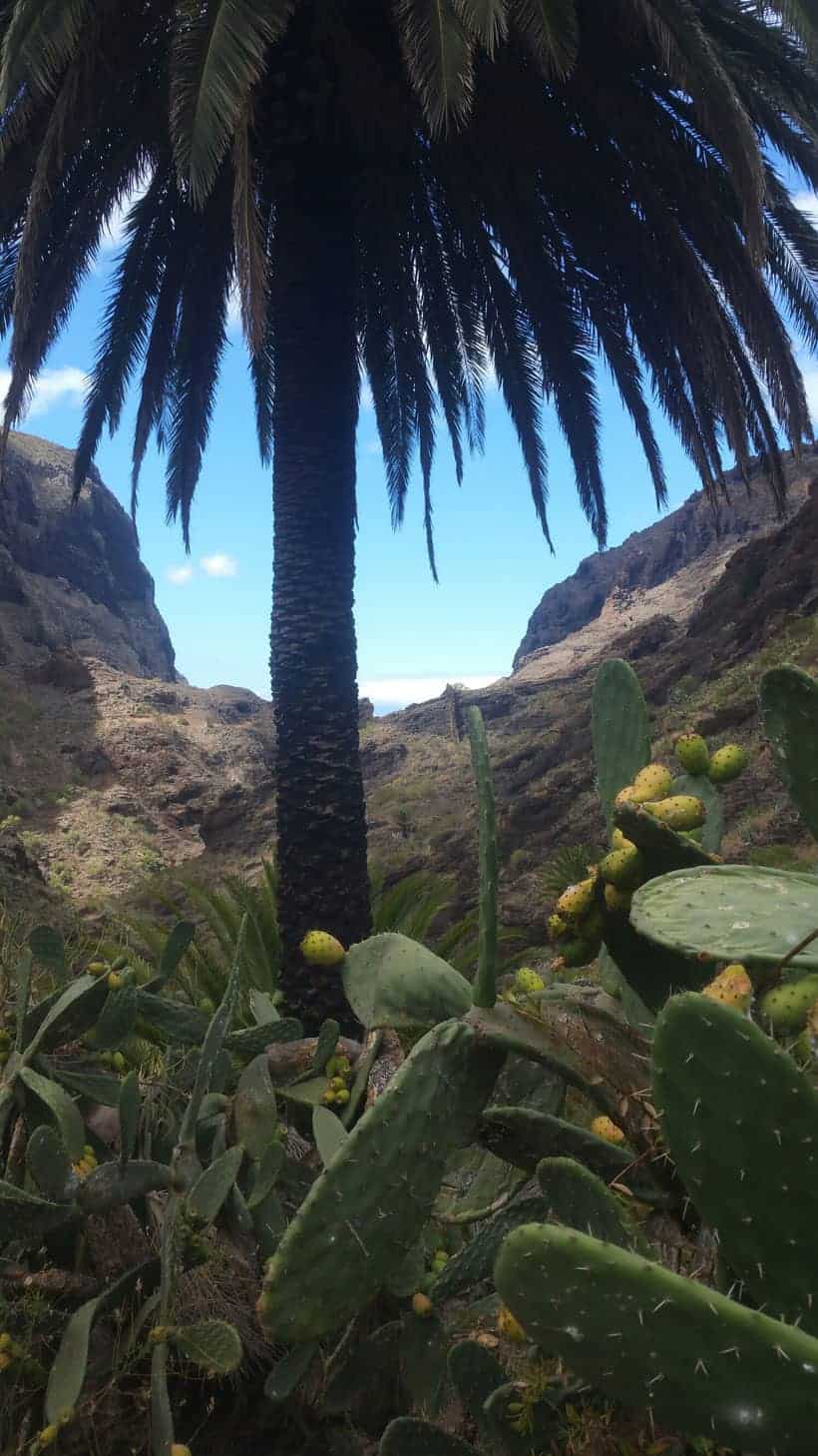 masca, trekking, hiking, senderismo, tenerife, canarias, canary islands, rutas, visitas, como llegar, espana, spain, how to, adeje, excursion, viaje, travel