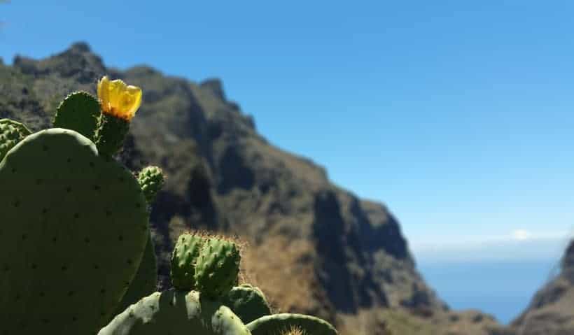 masca, trekking, hiking, senderismo, tenerife, canarias, canary islands, rutas, visitas, como llegar, espana, spain, how to, adeje, excursion, viaje, travel