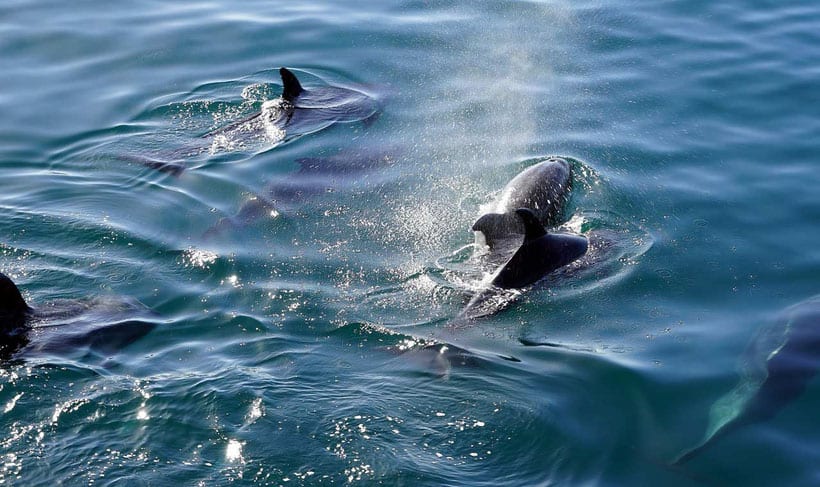 swim with dolphins in sao miguel, ponta delgada