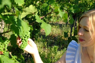 Things to do in Mosel Valley, picking grapes at a vineyard
