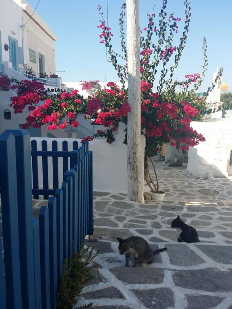 paros greece eat comer atenas athens excursion beach crisis 0 3 - 15 Amazing Things To Do in Paros, Greece