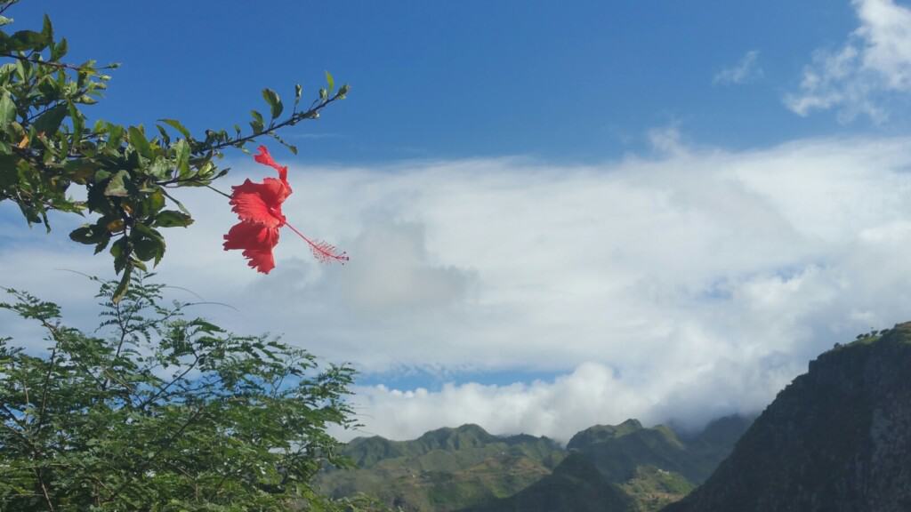 a closeup of a gumamela flower on top of pico da cruz overlooking the mountains and a sea of clouds