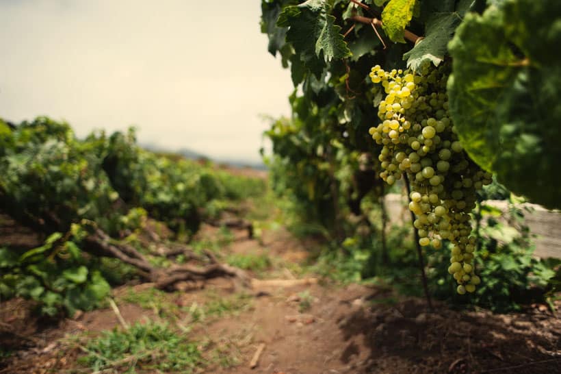 north tenerife activities, ripe grapes at a north tenerife vineyard