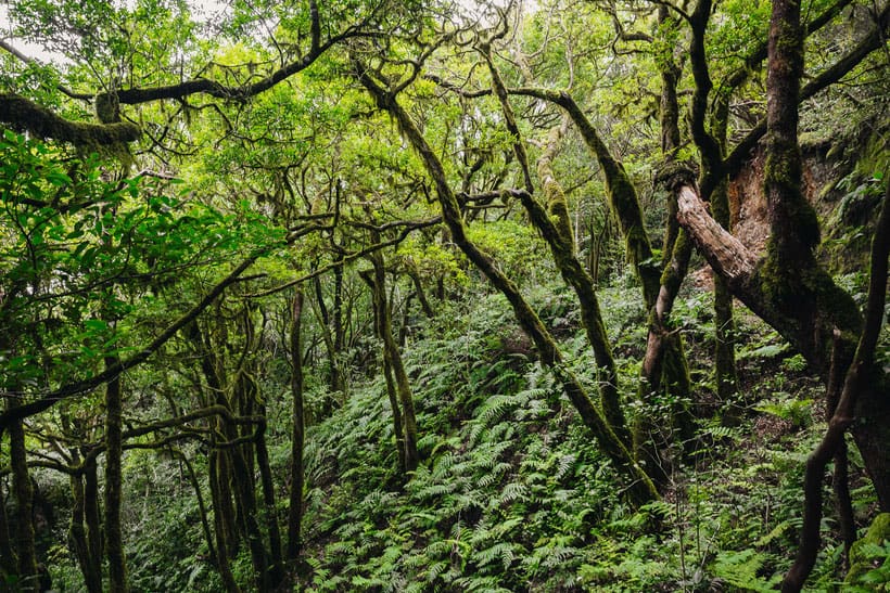 top attractions in north tenerife, forest full of vegetation