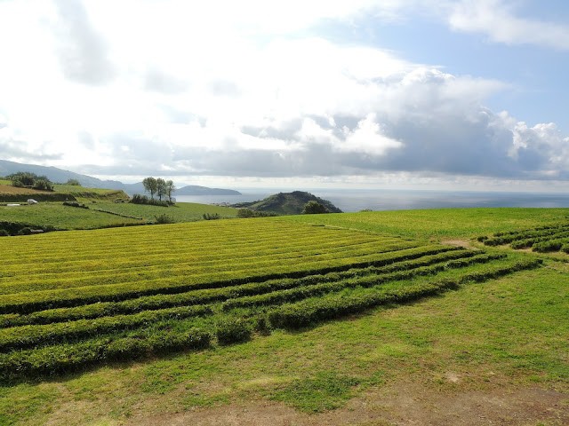 vila franca, do campo, sao miguel, azores, queijada, hiking, tea, gorreana, plantation, plantacion, senderismo, comer, beach, hotel, restaurant