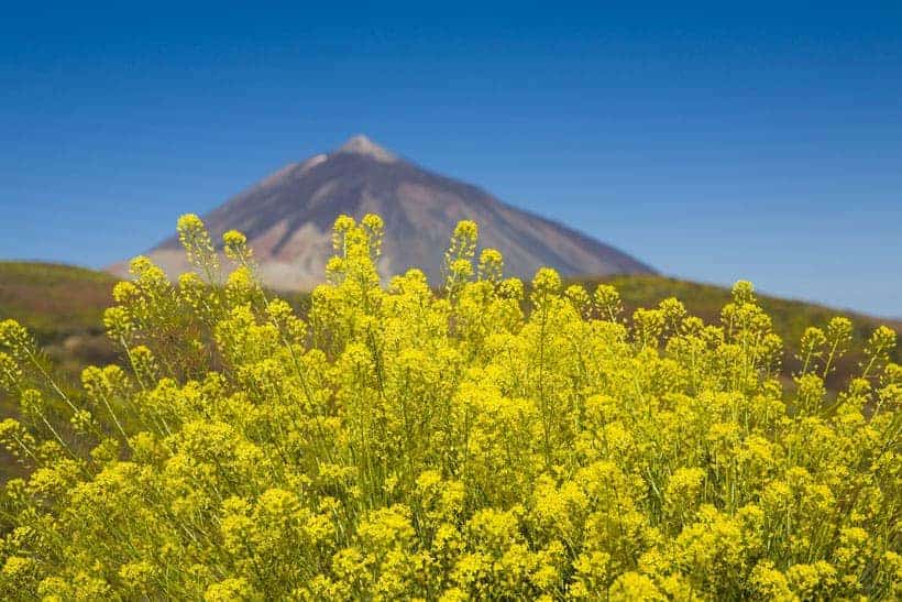 Best Mount Teide trips, slightly blurry Mount Teide in background with bright yellow flowers at forefront