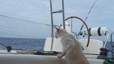 cat - FAQ Boat HitchHiking