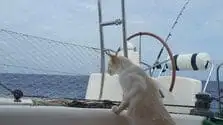 cat - Preguntas Frecuentes sobre Barco Stop