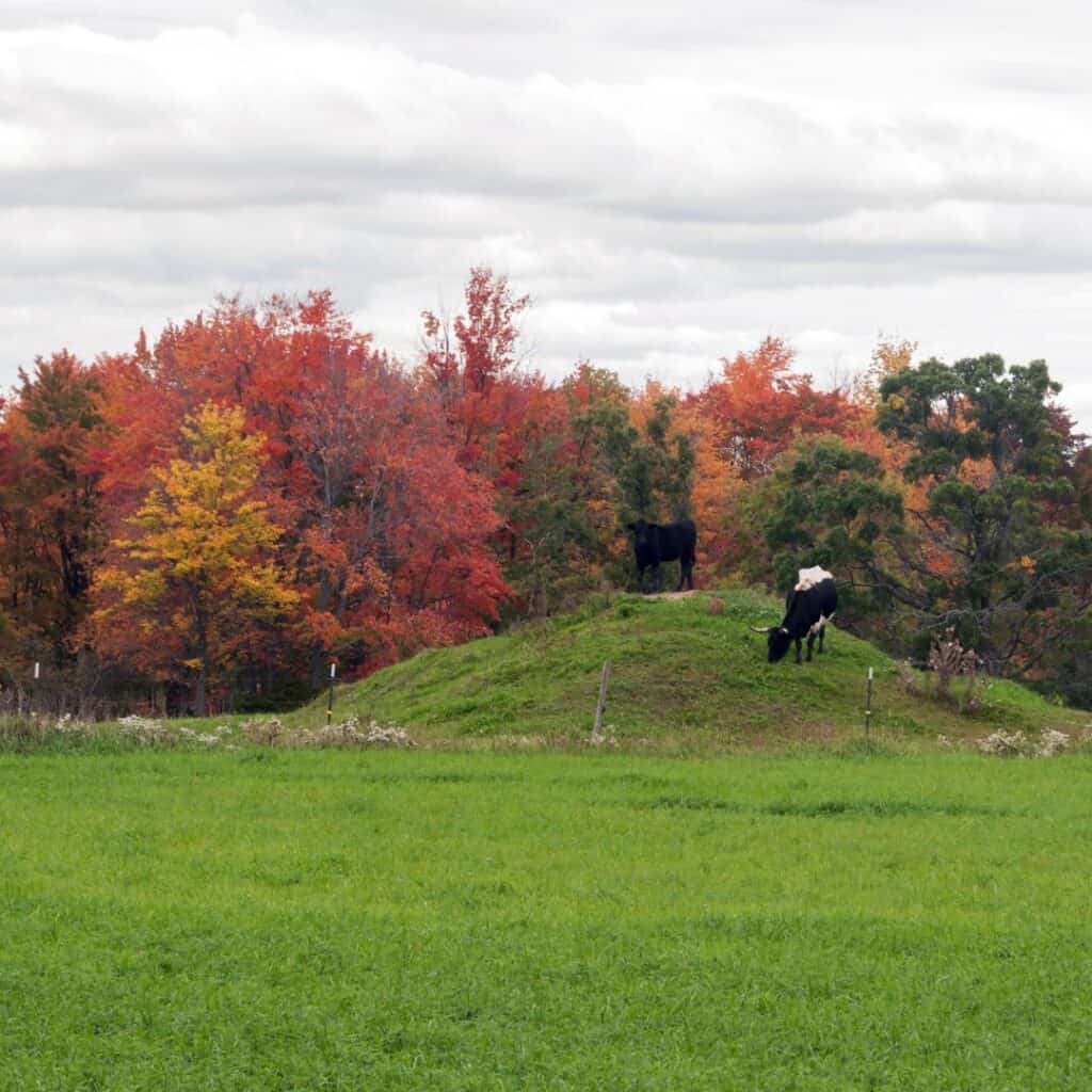 two cows standing on top of a hill in the middle of a field with autumn trees at the back