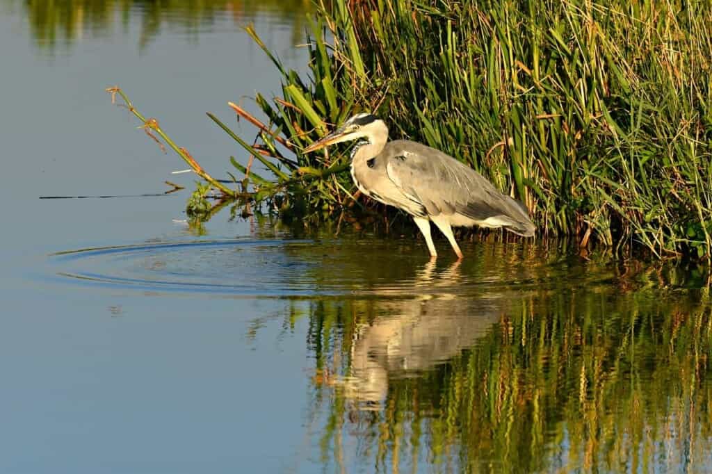 Hiking in Wisconsin Dells, bird in water along a hiking trail