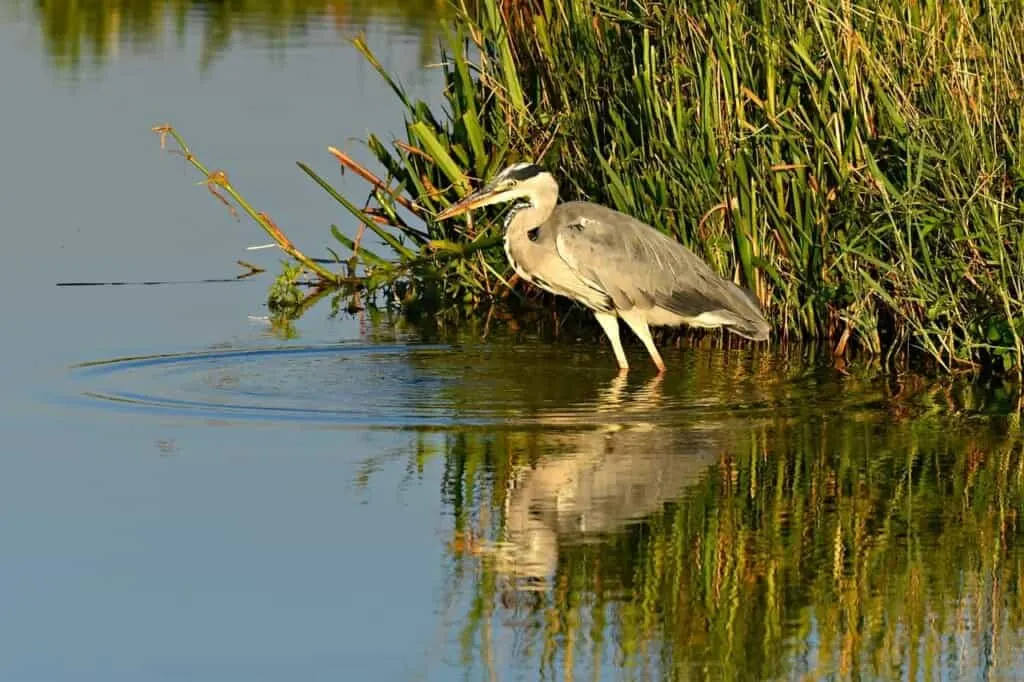 best lakes near milwaukee, bird standing in lake