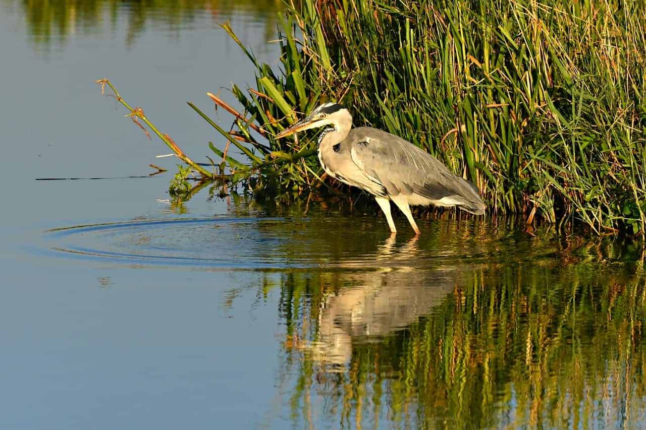 places to visit in Wisconsin in spring, heron walking in marsh with reflection in water below