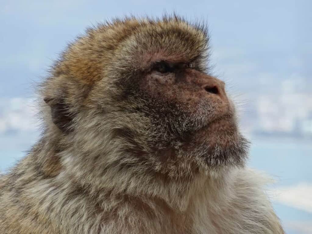 things to do in andalusia, monkey from rock of gibraltar