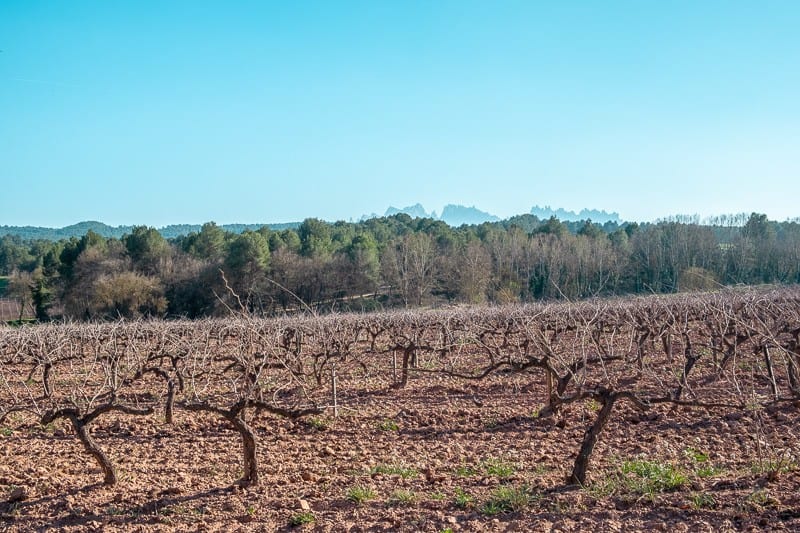 Spanish Orange Wine, best wines from spain