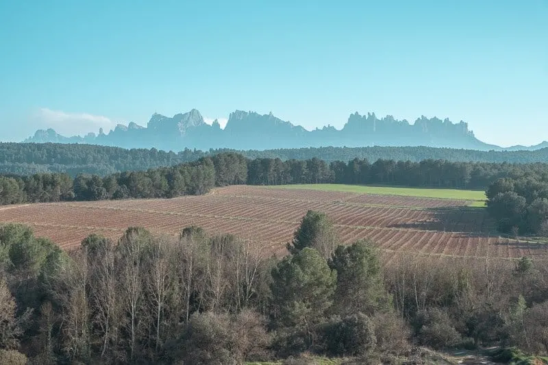 wine tour barcelona, wineries near barcelona, Cava Tasting inoller del mas, champagne tasting, catalonia, winery, vineyards, montserrat, red wine, white whine, mountains