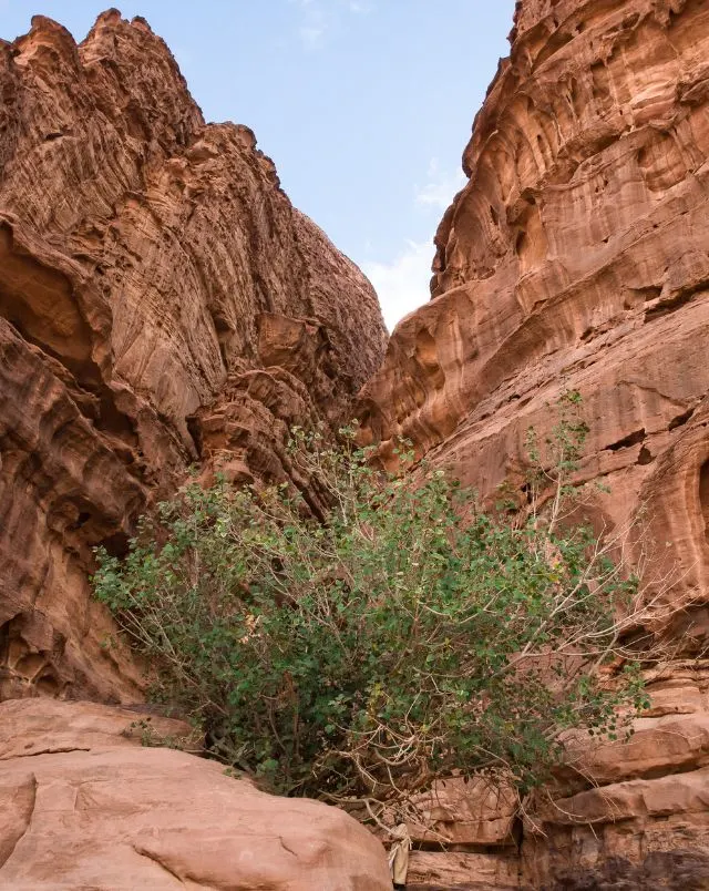 Pick out what to wear in Wadi Rum for your next trip, large rock canyon with green bush in the foreground