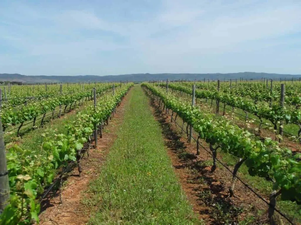 visit alentejo, alentejo wine, costa vicentina, algarve, lisboa