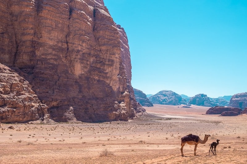 Research all the free things to do in Wadi Rum, camels standing in front of huge rock formation with other rock formations in the distance under a clear blue sky