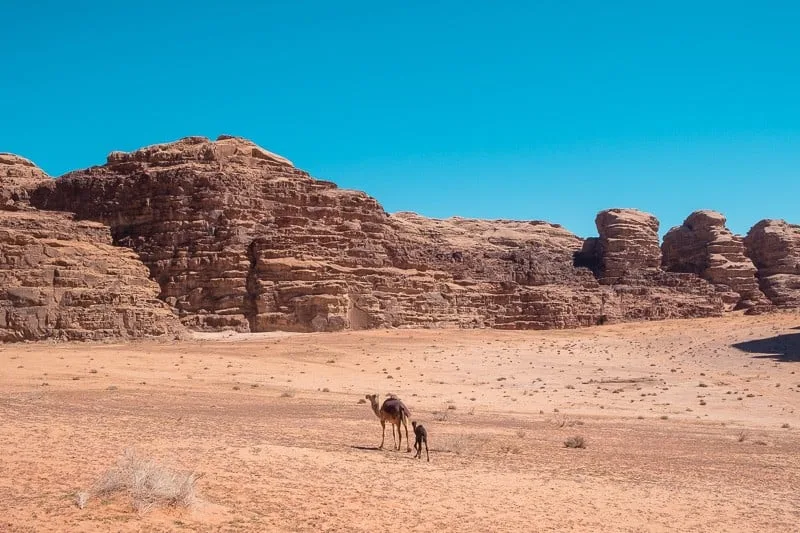 Learn about what to do at Wadi Rum, camels walking through the desert in front of large rock formations under an azure blue sky